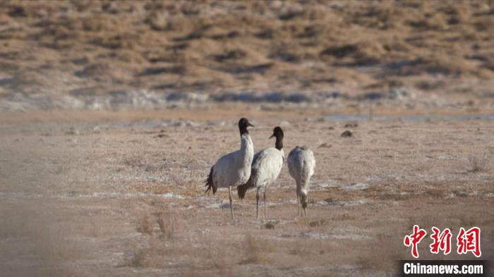 珍稀鳥類黑頸鶴、灰鶴現(xiàn)身青海格爾木