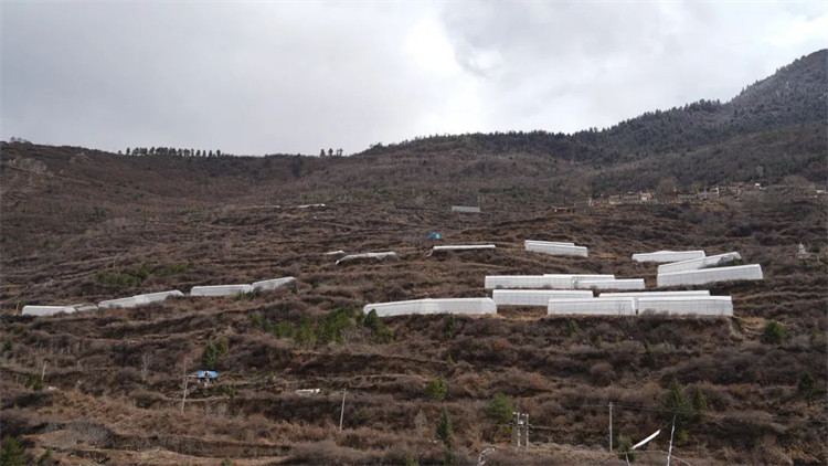 木日窩村藍(lán)莓示范基地。黑水縣融媒體中心供圖