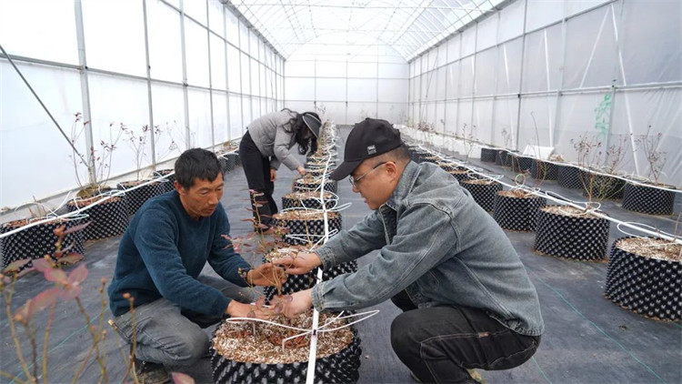 任宇和工人一起為藍(lán)莓苗修枝。黑水縣融媒體中心供圖
