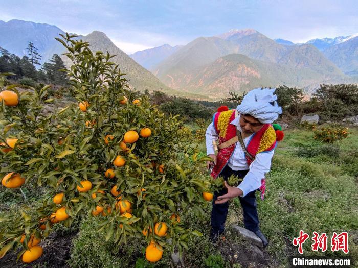 林芝下察隅鎮(zhèn)京都村101畝耙耙柑豐收?！〗w波 攝