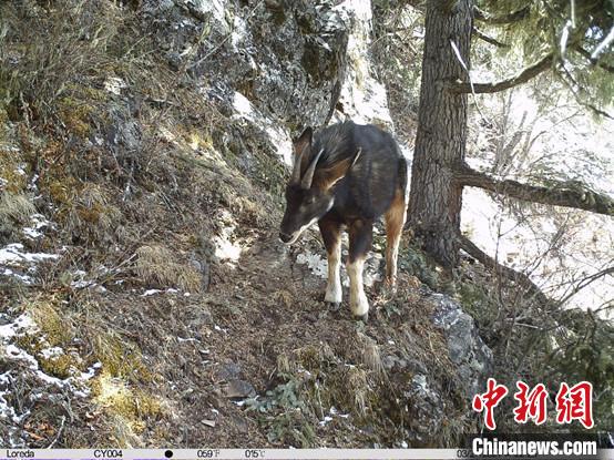 圖為相同位點(diǎn)記錄到的國(guó)家二級(jí)重點(diǎn)保護(hù)野生動(dòng)物—中華鬣羚?！≈袊?guó)科學(xué)院昆明動(dòng)物研究所提供