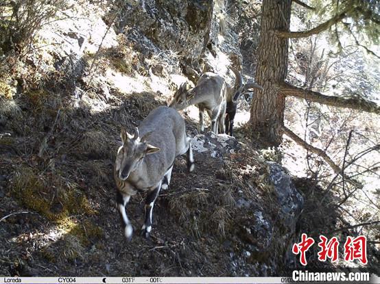 圖為相同位點(diǎn)記錄到的雪豹主要獵物—巖羊?！≈袊?guó)科學(xué)院昆明動(dòng)物研究所提供