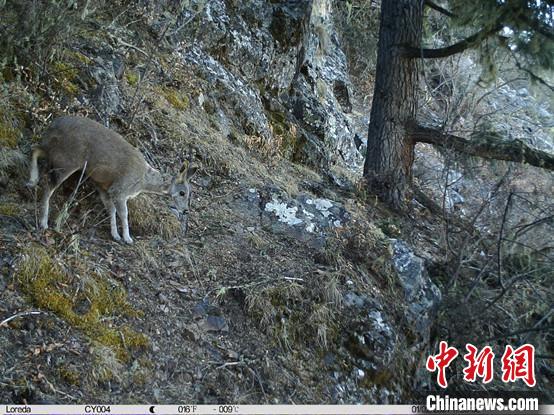 圖為相同位點(diǎn)記錄到的國(guó)家一級(jí)重點(diǎn)保護(hù)野生動(dòng)物—馬麝?！≈袊?guó)科學(xué)院昆明動(dòng)物研究所提供