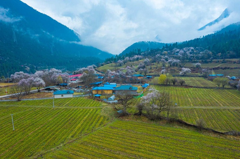 桃花村。 張靜攝