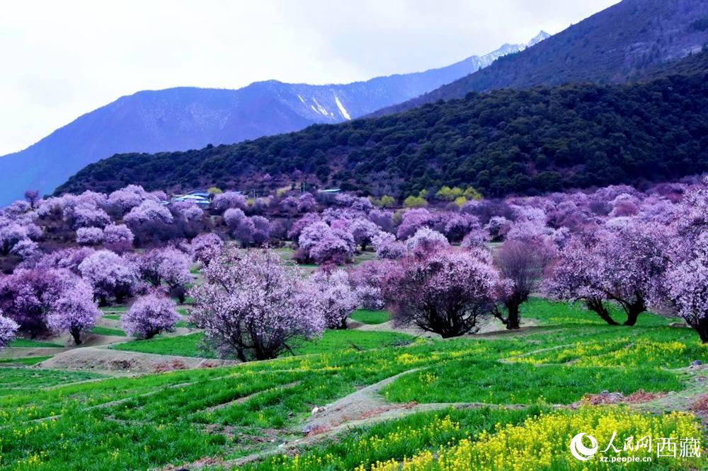 一樹樹野桃花開得正艷。人民網(wǎng) 李海霞攝