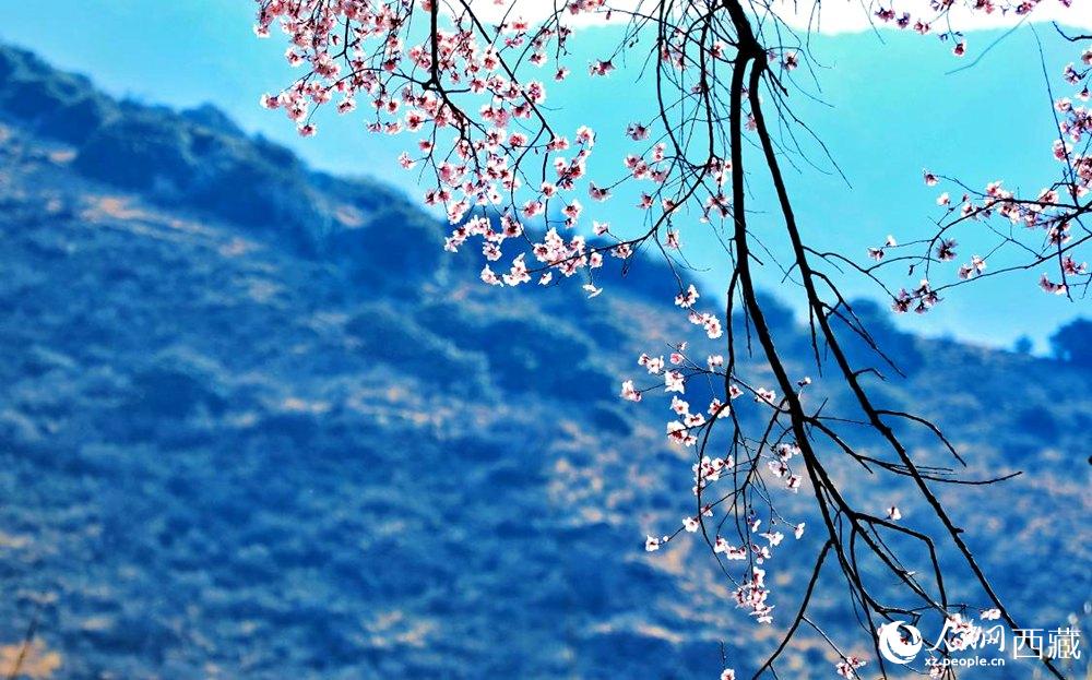 清麗的桃花。人民網(wǎng) 李海霞攝
