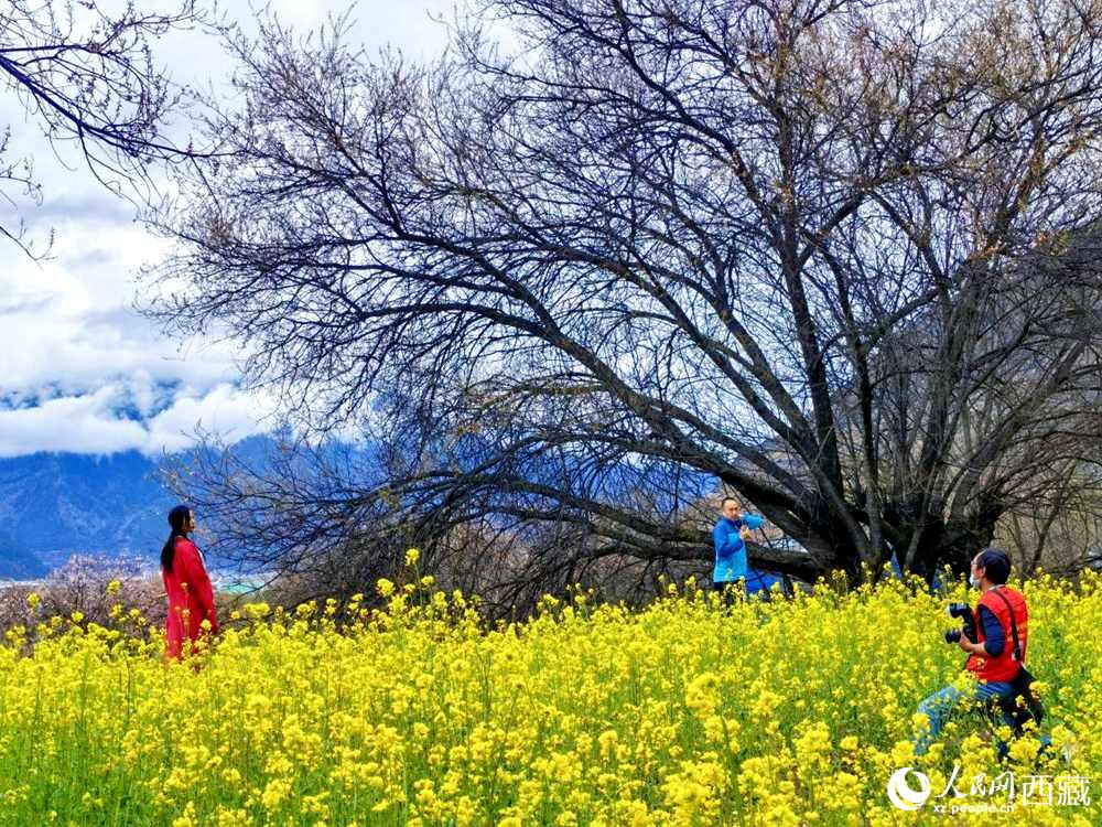 游客在桃花下拍照留念。人民網(wǎng) 李海霞攝