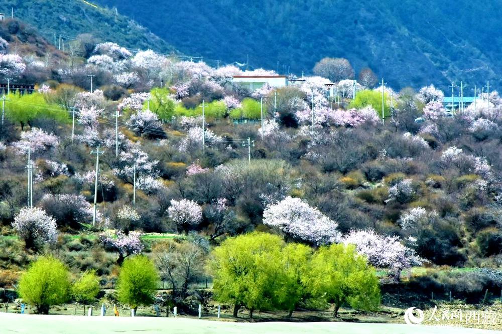 村莊掩映在桃花林中。人民網(wǎng) 李海霞攝