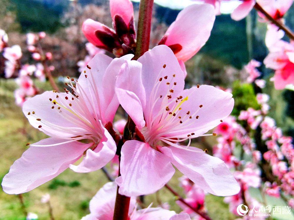 林芝桃花開。人民網(wǎng) 李海霞攝