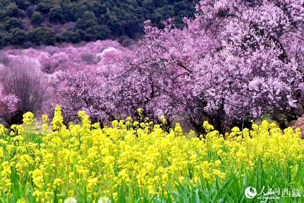 桃花與油菜花交相輝映。人民網(wǎng) 李海霞攝