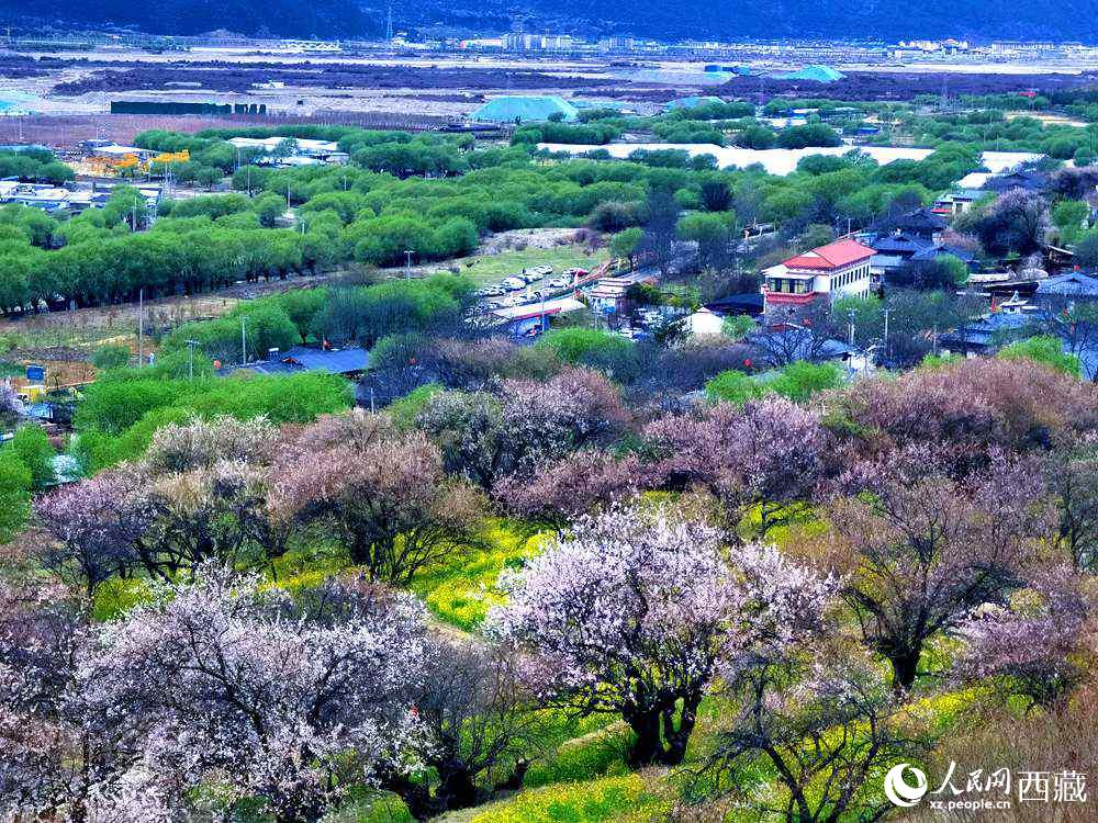 漫山開放的野桃花。人民網(wǎng) 李海霞攝