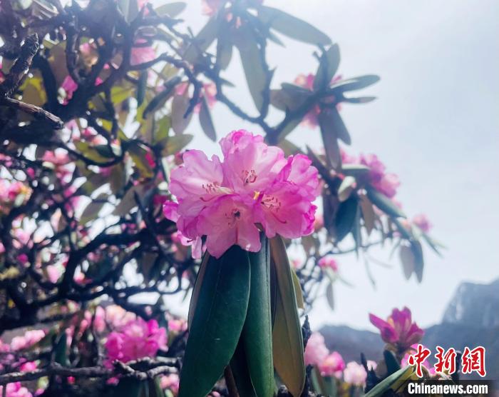 近日，西藏自治區(qū)山南市加查縣索囊溝的杜鵑花競相綻放?！∪轿木?攝