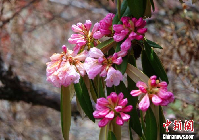 近日，西藏自治區(qū)山南市加查縣索囊溝的杜鵑花競相綻放?！∪轿木?攝