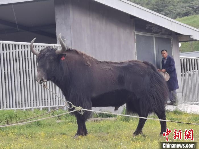探訪全國最大牦牛產(chǎn)學(xué)研基地：“大通牦?！备牧己笠峒s180萬頭