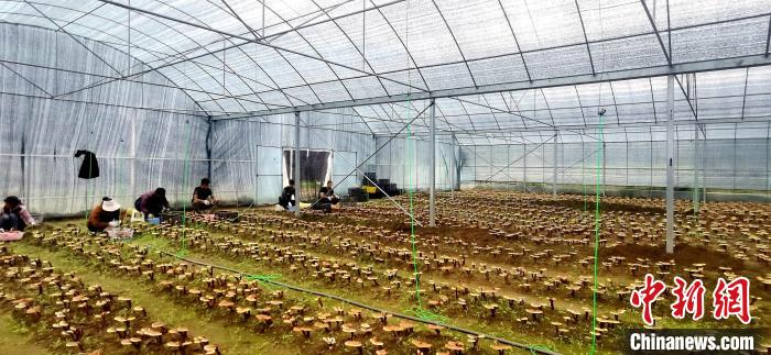 圖為紅太陽(yáng)科技示范家庭農(nóng)場(chǎng)組織民眾采收靈芝?！∑酱胪喙﹫D