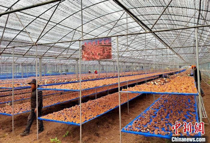 圖為紅太陽(yáng)科技示范家庭農(nóng)場(chǎng)采收的靈芝?！∑酱胪喙﹫D