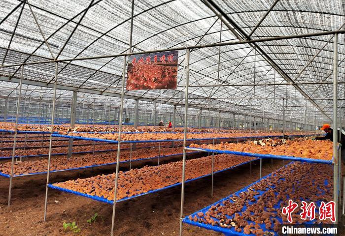 圖為紅太陽(yáng)科技示范家庭農(nóng)場(chǎng)采收的靈芝?！∑酱胪喙﹫D