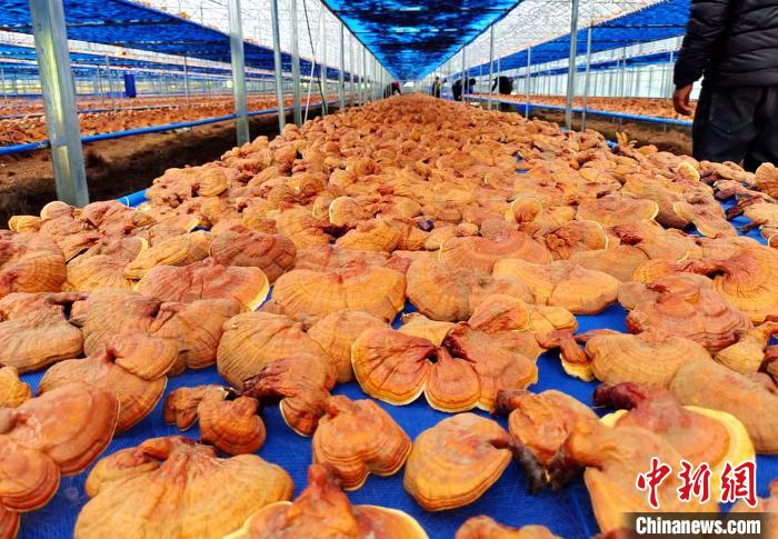 圖為紅太陽(yáng)科技示范家庭農(nóng)場(chǎng)采收的靈芝?！∑酱胪喙﹫D