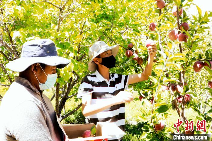 圖為西藏阿里札達(dá)縣底雅鄉(xiāng)村民在自家果園采摘果實(shí)?！“⑼?攝