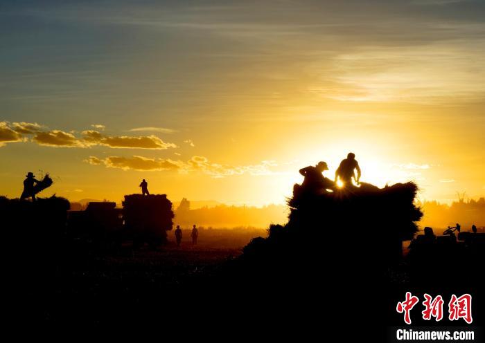 圖為夕陽(yáng)下農(nóng)民正在收割青稞?！∪湛t文聯(lián)供圖