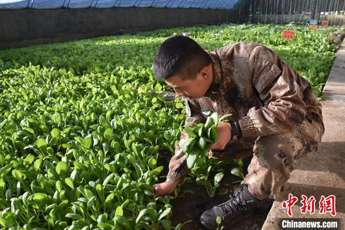 圖為阿里軍分區(qū)某邊防團(tuán)官兵在溫室摘菜?！￡悋[岳 攝
