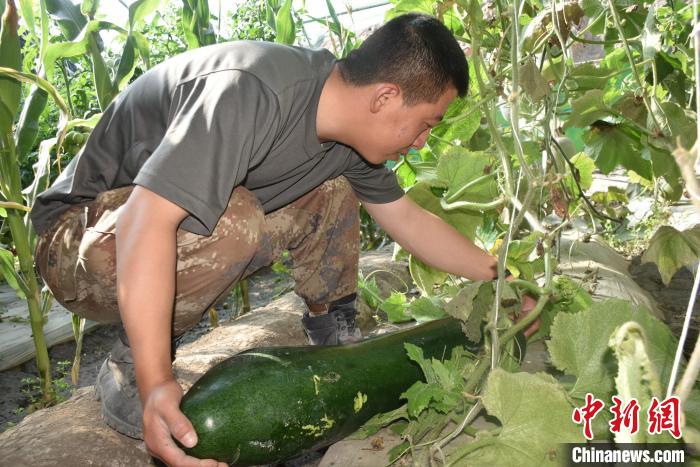 圖為阿里軍分區(qū)某邊防團(tuán)官兵在溫室摘菜?！￡悋[岳 攝