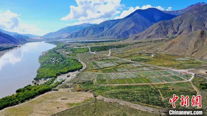 圖為桑日縣葡萄種植基地?！∩侥仙Ｈ湛h委宣傳部提供
