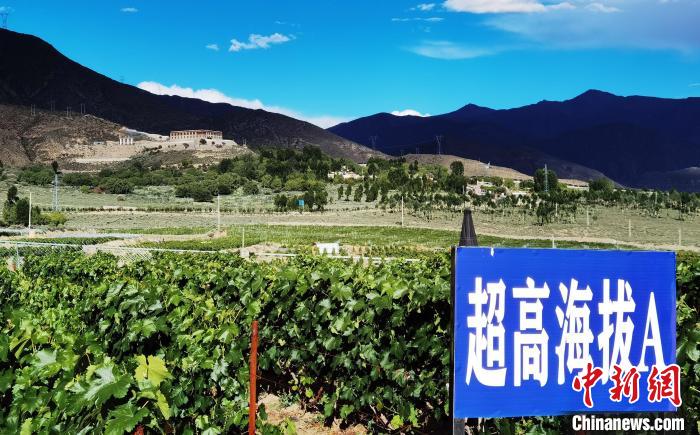 圖為桑日縣種植的葡萄?！∩侥仙Ｈ湛h委宣傳部提供