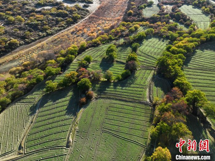 圖為11月8日，雅魯藏布江畔的高原梯田?！《拘?攝