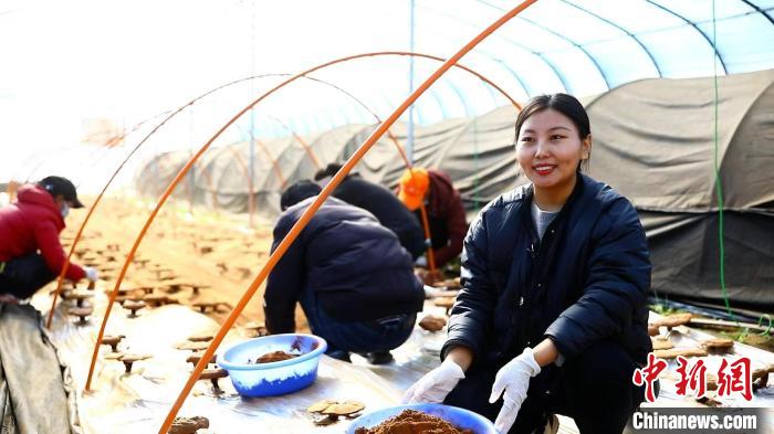 圖為農(nóng)民采收靈芝孢子粉?！∴嚢?攝