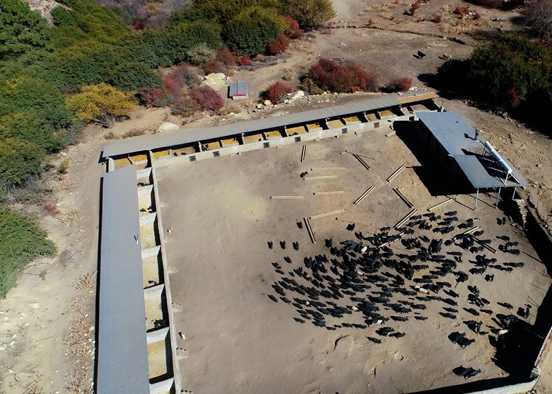 麥村藏香豬養(yǎng)殖基地。