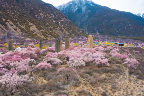 人間桃花源！林芝桃花有多絕？