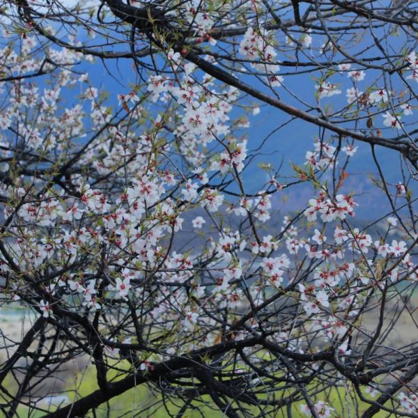 人間桃花源！林芝桃花有多絕？