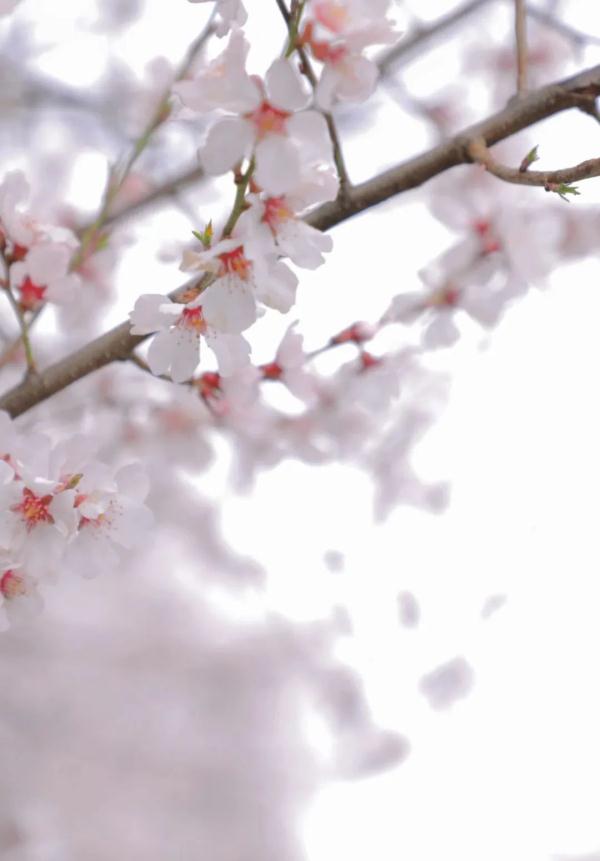 人間桃花源！林芝桃花有多絕？