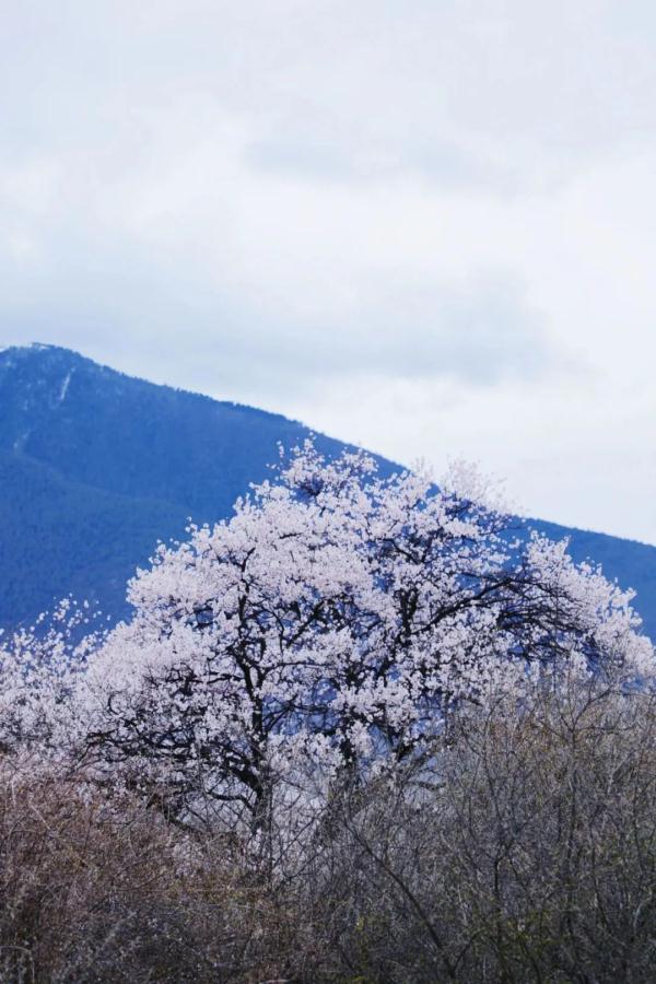 人間桃花源！林芝桃花有多絕？