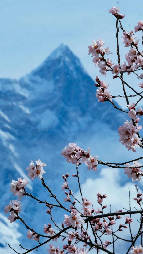 人間桃花源！林芝桃花有多絕？