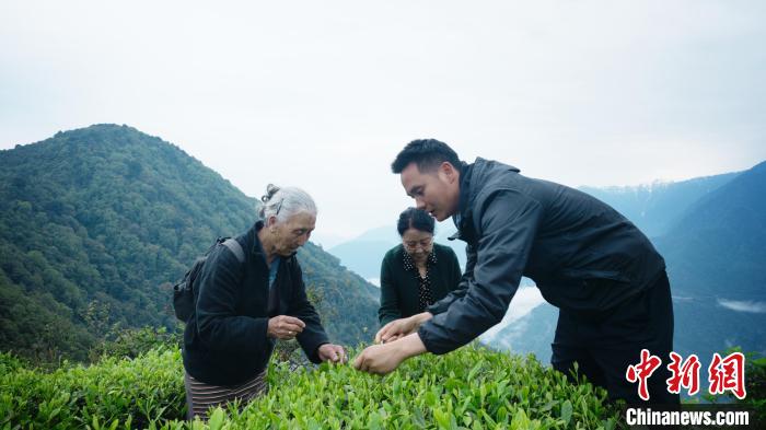 圖為銀發(fā)旅游體驗團兩位老人體驗采茶?！∥鞑貙ｍ椔糜螀f(xié)會供圖
