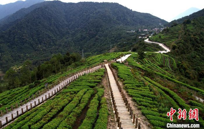 圖為西藏林芝市墨脫縣背崩鄉(xiāng)格林村山頂?shù)木坝^茶園。(無人機(jī)照片) 李林 攝
