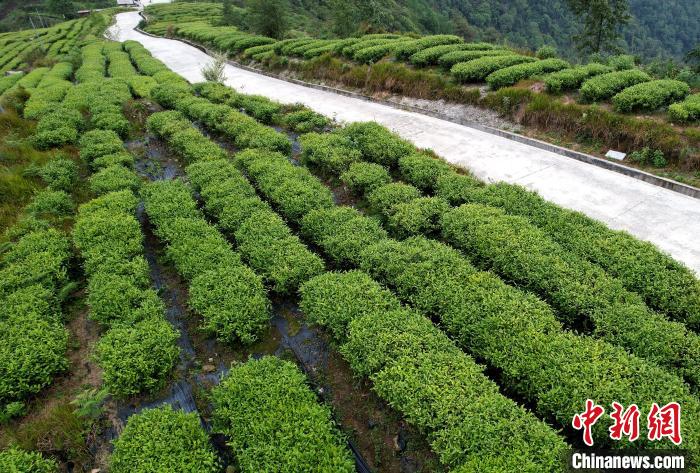 圖為西藏林芝市墨脫縣背崩鄉(xiāng)格林村山頂?shù)木坝^茶園。(無人機(jī)照片) 李林 攝