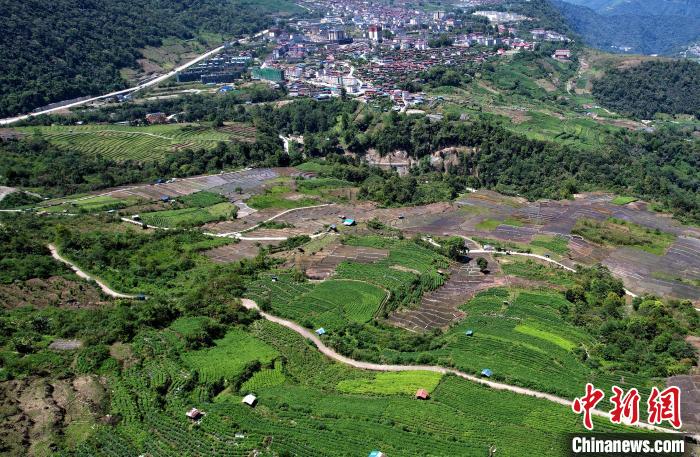 圖為西藏林芝市墨脫縣城附近的茶田。(無人機(jī)照片) 李林 攝