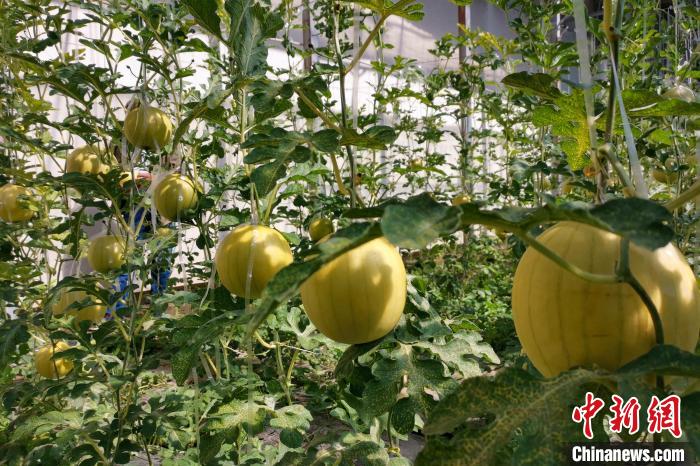 圖為康馬縣大棚內(nèi)的金太陽西瓜?！⒔ㄜ?攝