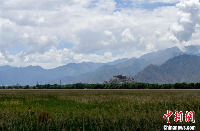 圖為6月22日，西藏拉薩拉魯濕地?！±盍?攝