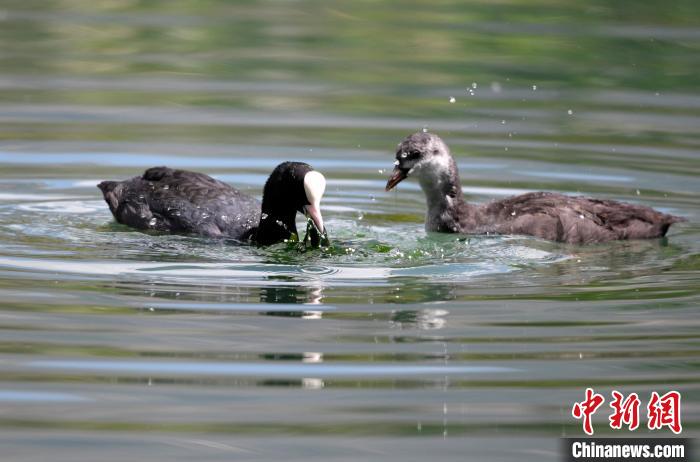 圖為6月22日，棲息在拉魯濕地內(nèi)的古頂雞?！±盍?攝