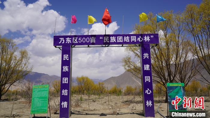 圖為“民族團結同心林”項目?！∧藮|融媒供圖