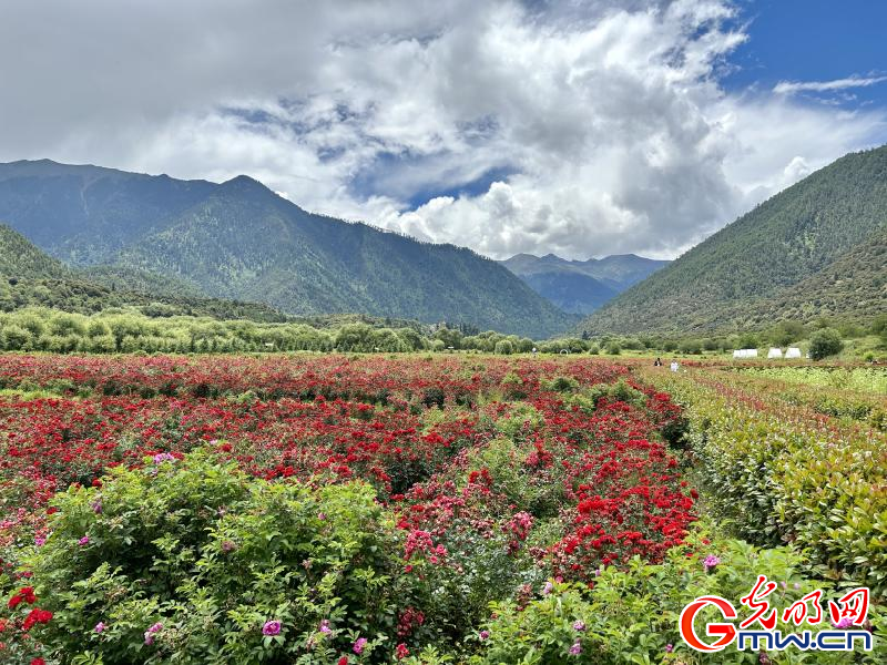 我們的家園丨工布花谷：高原花開(kāi)香飄全國(guó)，產(chǎn)業(yè)經(jīng)濟(jì)增收致富