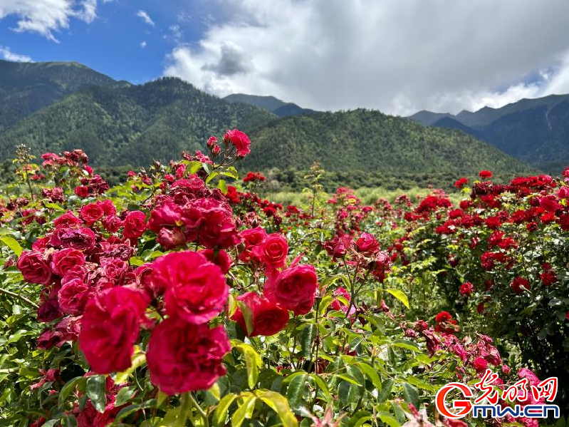 我們的家園丨工布花谷：高原花開(kāi)香飄全國(guó)，產(chǎn)業(yè)經(jīng)濟(jì)增收致富