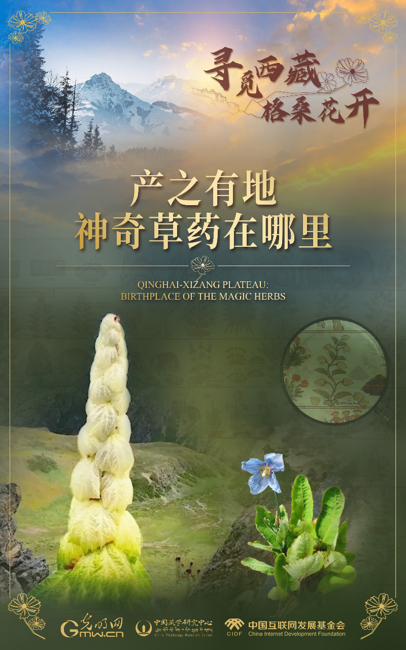 【尋覓西藏·格?；ㄩ_】產(chǎn)之有地：神奇草藥在哪里