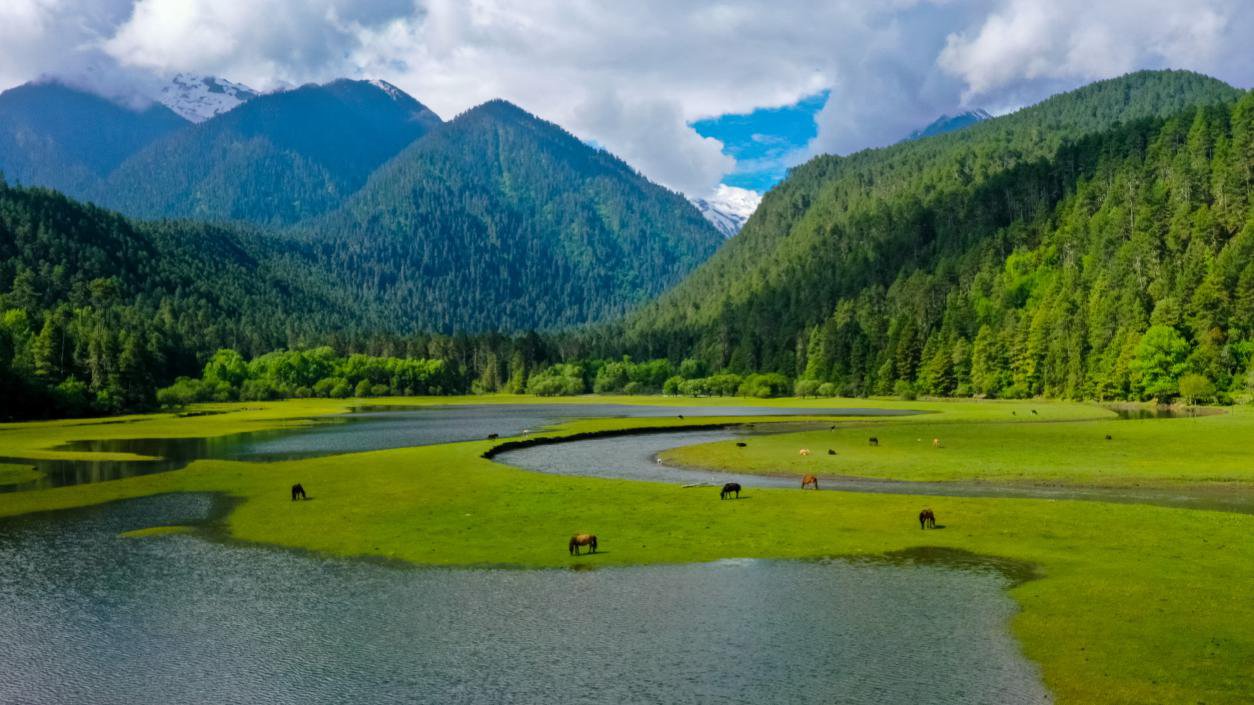 中國最美十大森林之一崗云杉林。西藏自治區(qū)旅發(fā)廳供圖