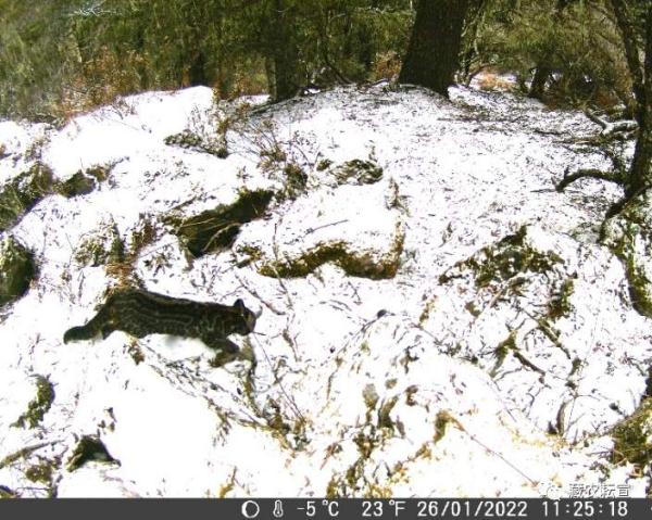西藏色季拉山發(fā)現(xiàn)雪豹、白頰獼猴等多種珍稀野生動(dòng)物