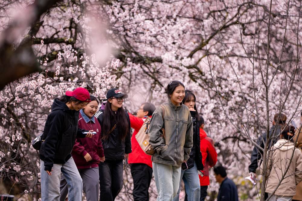 桃花盛開惹人醉，八方游客賞花來。徐馭堯攝